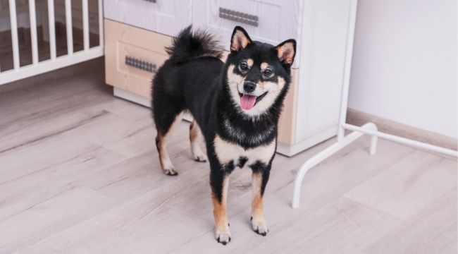 犬のしつけ教室